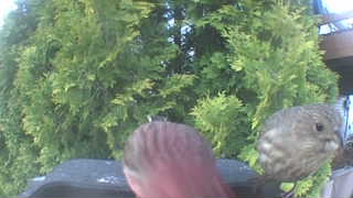 house finch