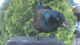 common grackle