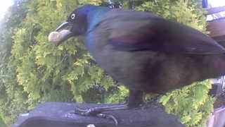 common grackle