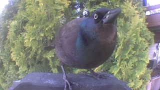common grackle