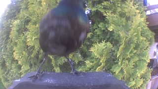 common grackle