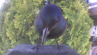 common grackle