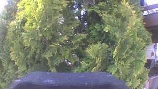 Unidentified clip