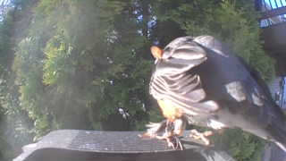 american robin