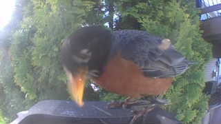 american robin