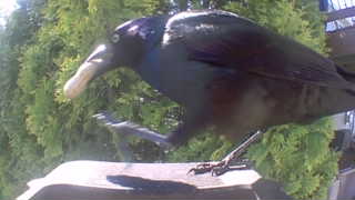 european starling