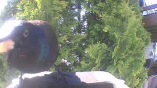 common grackle