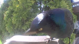 common grackle