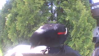 red-winged blackbird