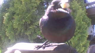 common grackle