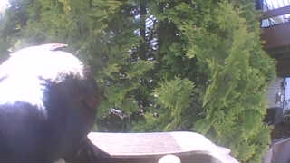american crow