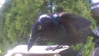 common grackle