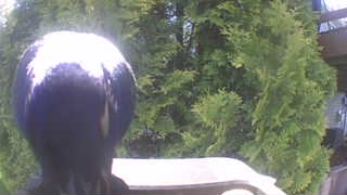 Unidentified clip