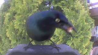 common grackle