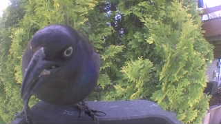 common grackle