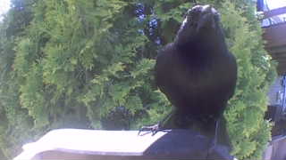 american crow