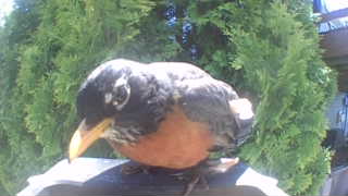 american robin