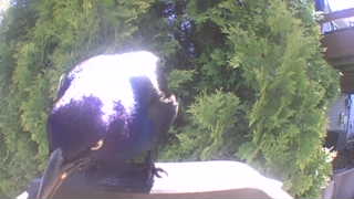 american crow