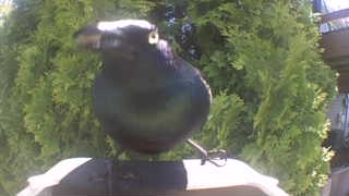 common grackle