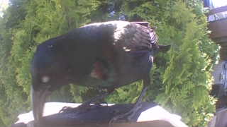 american crow