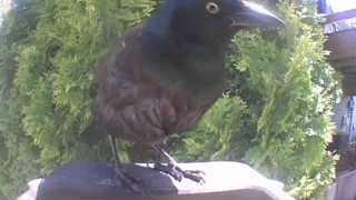 common grackle