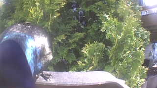 Unidentified clip
