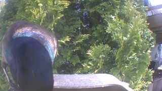 common grackle