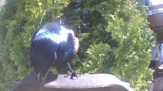 common grackle