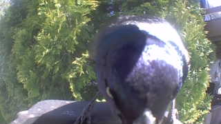 common grackle