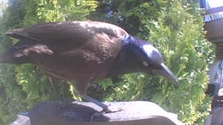 common grackle