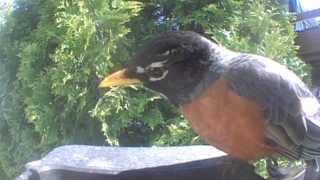 american robin