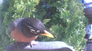 american robin
