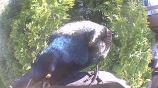 common grackle
