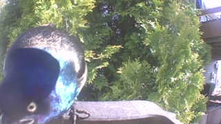common grackle