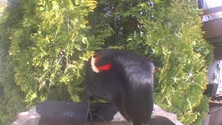 red-winged blackbird