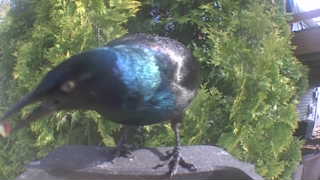 common grackle