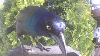 common grackle