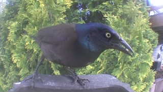 common grackle