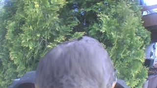white-breasted nuthatch