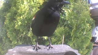 red-winged blackbird