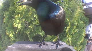 common grackle