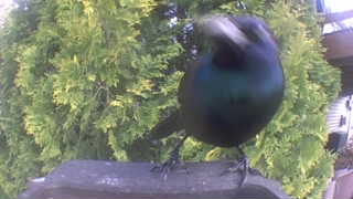 common grackle