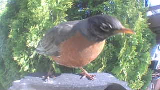 american robin