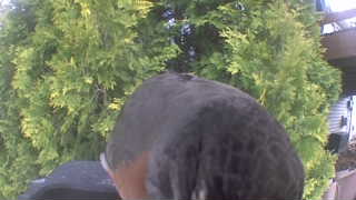 american robin
