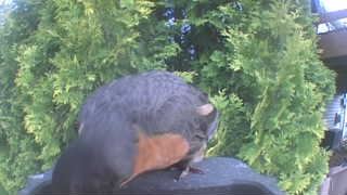 american robin