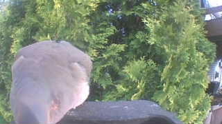 mourning dove