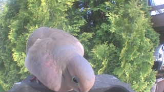 mourning dove