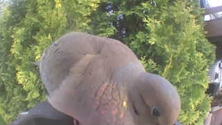 mourning dove