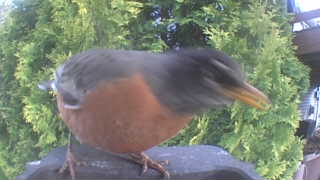 american robin