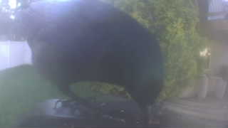 american crow